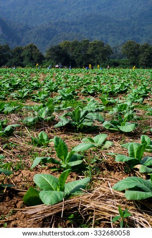 Close up Tobacco plant, Tobacco farm, Young Tobacco plant in field