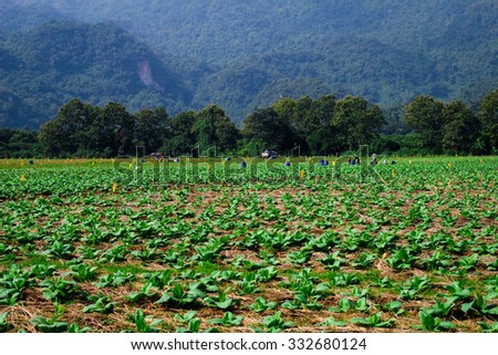 Tobacco farm, Young Tobacco plant in field, Farmer manure Tobacco plants