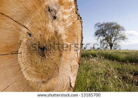 Oak tree trunk. Save Forest /Save Earth