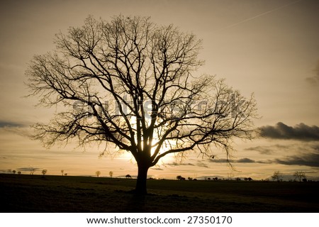 oak tree silhouette clip art. tree in winter World through storm clouds as for Oak+tree+silhouette+