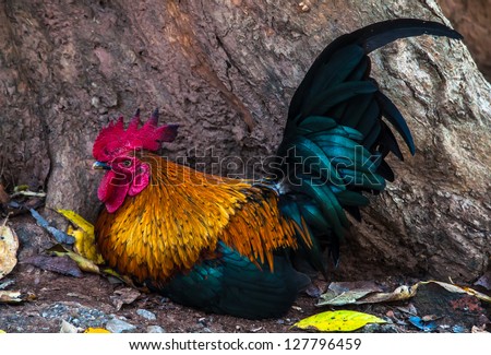 Closeup of Thailand Rooster Sleep in soil