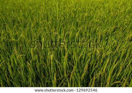 Rice fields in Thailand (about time from sprout rice 70 days)