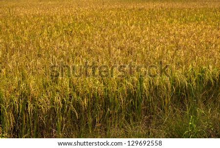 Rice fields in Thailand (about time from sprout rice 100 days)