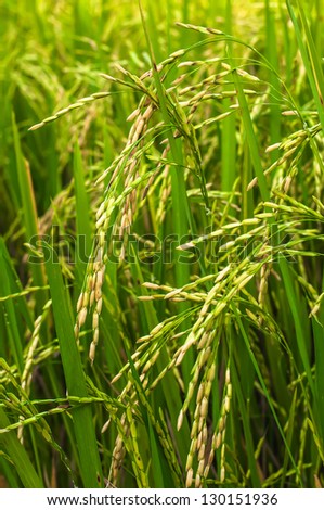 Rice fields in Thailand (about time from sprout rice 70 days)