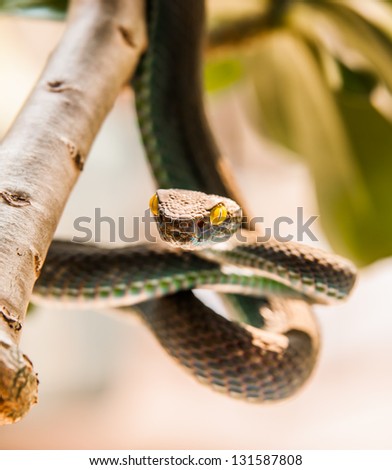 Close up of  Green pit viper (Poisonous Green Snake)