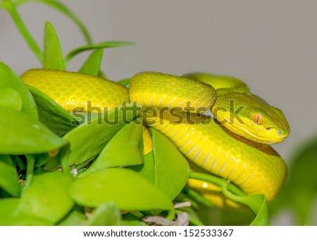 Close up of Green pit viper (Poisonous Green Snake)