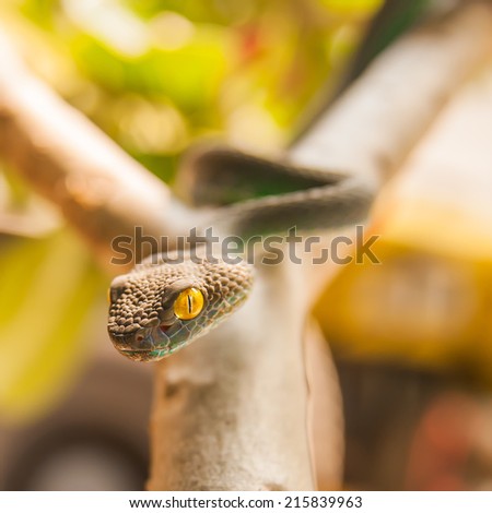Close up of Green pit viper (Poisonous Green Snake)