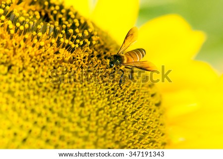 close up of bee on sunflower