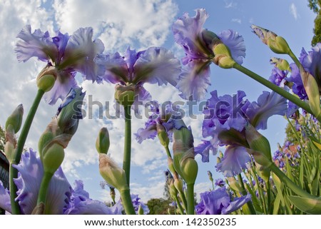 Iris blue down to top ChÃ?Â¢teau de Vuillierens Vaud Switzerland