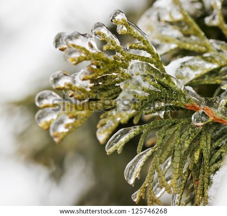 Thuja branch under heavy snow and ice