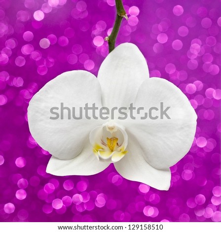 White orchid on pink glitter background