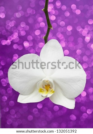 White orchid on purple glitter background