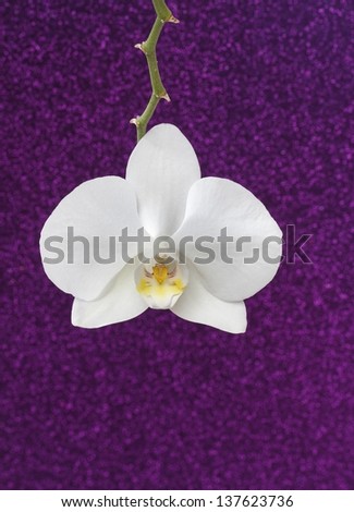 White orchid on purple glitter background, copy space.