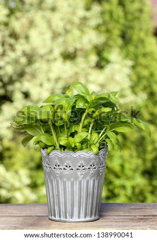 Basil plant in rustic silver bucket on wooden table
