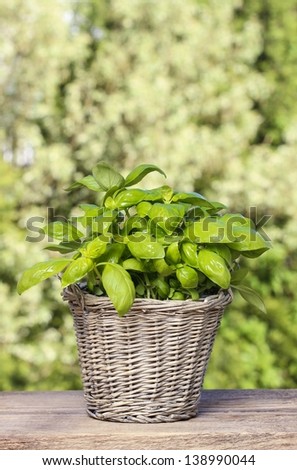 Basil plant in wicker basket on wooden table