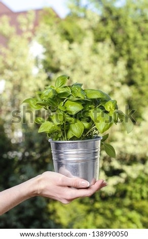 Beautiful hand holding basil plant in silver bucket