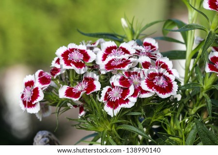 A popular fragrant biennial garden plant, Sweet William or Dianthus barbatus. Selective focus, closeup.