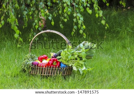 Basket of fresh vegetables in the garden. Birch branches in the background.