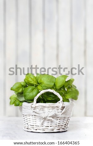 Basil plant in wicker basket on wooden table. Copy space, your text here