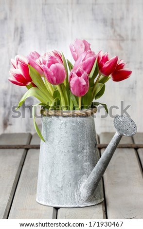 Bouquet of pink and red tulips in silver watering can