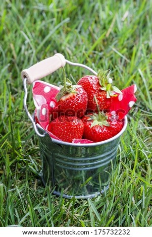 Strawberries in silver bucket standing on green lush grass. Garden party idea