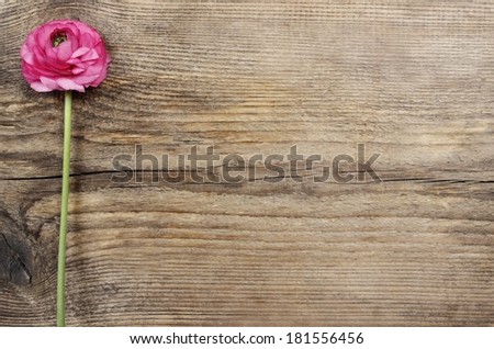Pink persian buttercup flower (ranunculus) on wooden background.  Copy space, your text here.