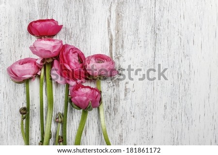Pink persian buttercup flowers (ranunculus) on wooden background. Copy space, your text here.