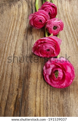 Pink persian buttercup flower (ranunculus) on wooden background. Copy space, your text here.