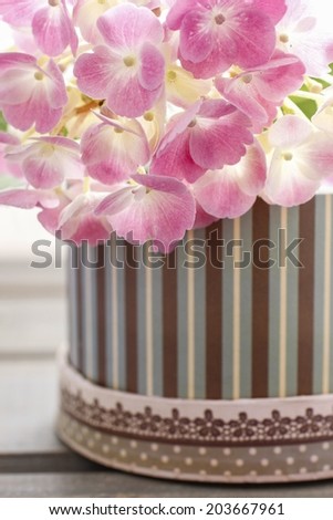Pink hortensia flower in striped box. Selective focus