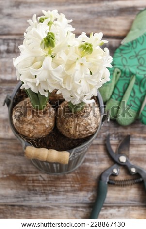 White hyacinth flowers and garden accessories on wooden table