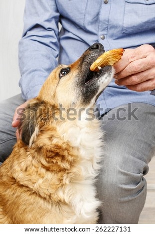 Friends forever: man feeding his lovely dog