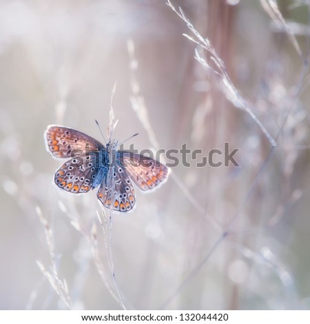 [Obrazek: stock-photo-butterfly-132044420.jpg]