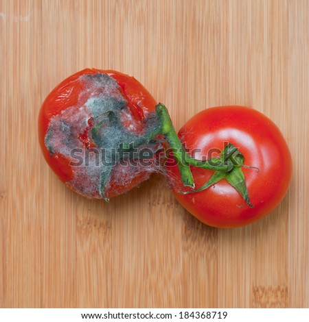 old bad red big tomato with mold