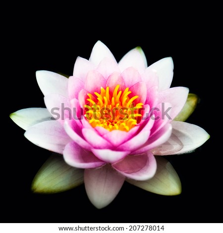 Pink lotus on a black background.