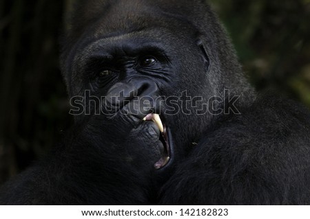 Alpha male gorilla (silverback) shows his fang