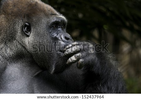 Lowland gorilla on the epic pose of solving his problems.
