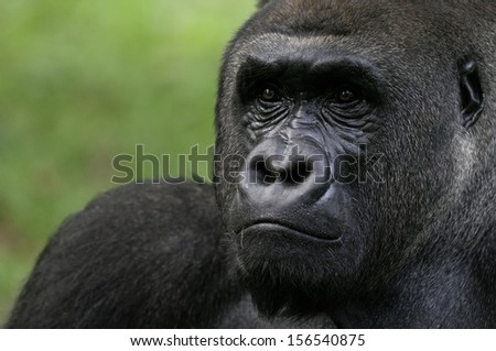 Lowland gorilla on portrait.