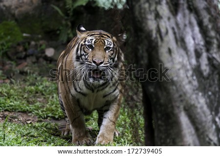 Male sumatran tiger ready to jump