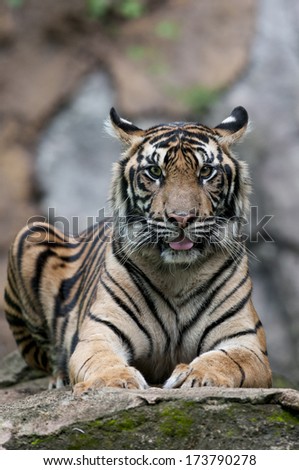 Sumatran tiger stares back.