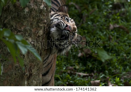 Sumatran tiger used tree to solve his itchy.