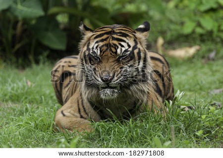 Sumatran tiger on sunday morning routines.