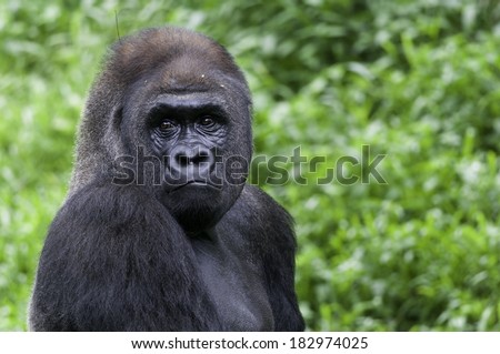 Alpha male gorilla or silverback was the leader of the groups.