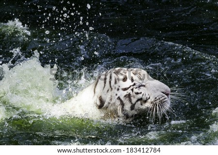 Splashing and growling of White Bengal Tiger