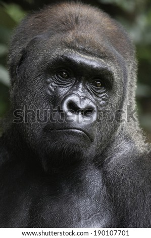 Close-up portrait lowland gorilla