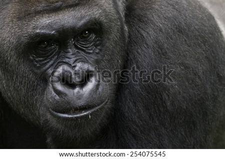 Lowland Silverback gorilla portrait