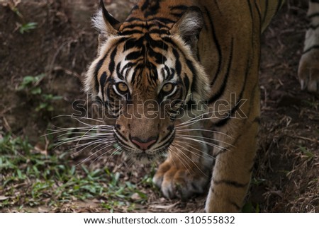Wandering eyes of Sumatran Tiger