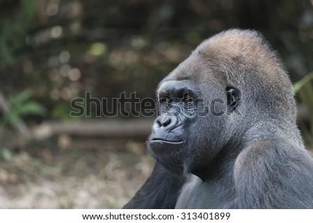 Alpha Male of Western Lowland Gorilla