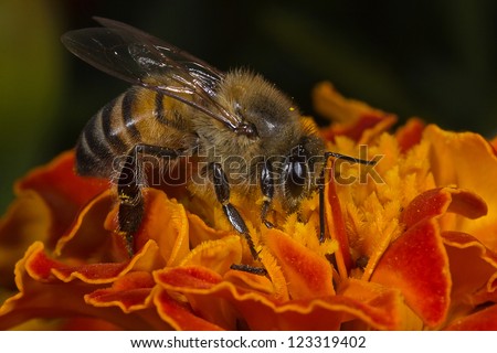 African Honey Bee (Apis Mellifera)