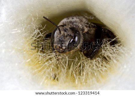Sweat Bee (Nomia Amabilis)