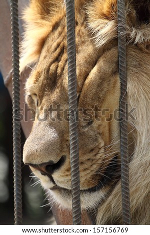Lion in a zoo cage dreams of freedom